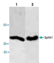 PAB9035 - Sphingosine kinase 1 (SPHK1)