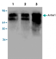 PAB9053 - Anthrax toxin receptor 1 / ANTXR1