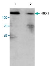 PAB9064 - TrkA