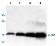 PAB9115 - Tumor necrosis factor (TNF-alpha)
