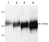 PAB9118 - VEGF-A
