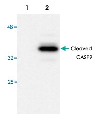 PAB9489 - Caspase-9