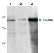 PAB9492 - CD154 / CD40L