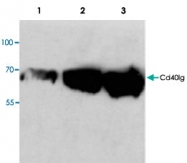PAB9493 - CD154 / CD40L