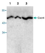 PAB9508 - CD184 / CXCR4