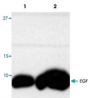 PAB9513 - EGF