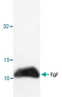 PAB9514 - EGF