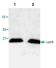 PAB9542 - Lipocalin-2