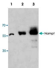 PAB9553 - Visfatin / NAMPT