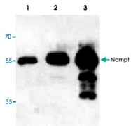 PAB9554 - Visfatin / NAMPT