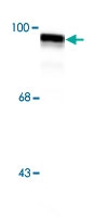 PAB9596 - Dynamin-1