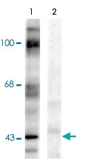 PAB9611 - Ephrin-B1