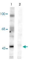 PAB9612 - Ephrin-B1