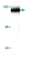PAB9619 - GRASP