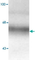 PAB9625 - GABRA4