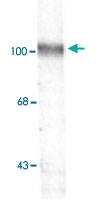 PAB9628 - Glutamate receptor 2 / GLUR2
