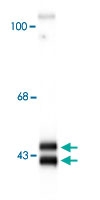 PAB9630 - MAPK3 / ERK1