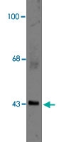 PAB9631 - GJA1 / Cx43
