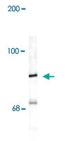 PAB9634 - Rabphilin-3A / RPH3A