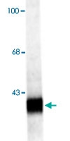 PAB9638 - Synaptoporin / SYNPR