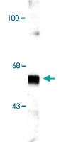 PAB9639 - Synaptotagmin-1