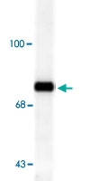 PAB9645 - Rabphilin-3A / RPH3A