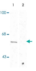 PAB9648 - Synaptotagmin-1