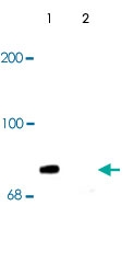 PAB9656 - Synapsin-1