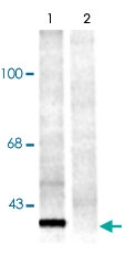 PAB9657 - 14-3-3 protein pan