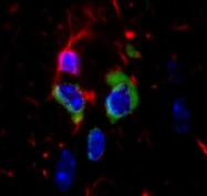 PAB9657 - 14-3-3 protein pan