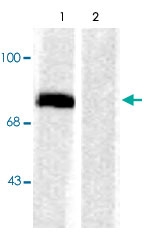 PAB9658 - Synapsin-1