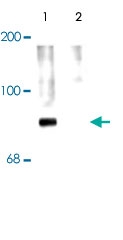 PAB9659 - Synapsin-1