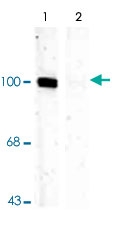 PAB9661 - Glutamate receptor 1 / GLUR1