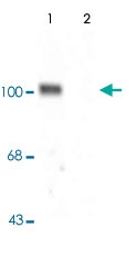 PAB9662 - Glutamate receptor 1 / GLUR1