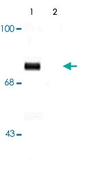 PAB9664 - Synapsin-1