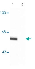 PAB9667 - Synaptotagmin-1