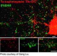 PAB9667 - Synaptotagmin-1
