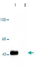 PAB9674 - CREB1