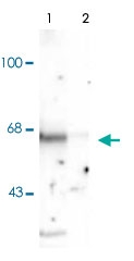 PAB9675 - STXBP1 / UNC18A