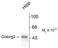 PAB9688 - GABRG2