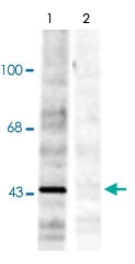 PAB9690 - Ephrin-B1