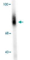 PAB9693 - Dopamine beta-hydroxylase