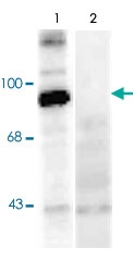 PAB9697 - Dynamin-1