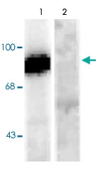 PAB9698 - Dynamin-1
