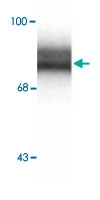 PAB9702 - Synapsin-1