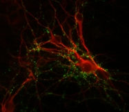 PAB9702 - Synapsin-1