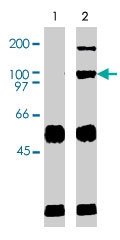PAB9710 - VAV2