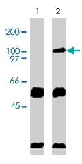 PAB9711 - VAV2