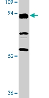 PAB9729 - CD283 / TLR3