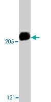 PAB9753 - Acinus / ACIN1